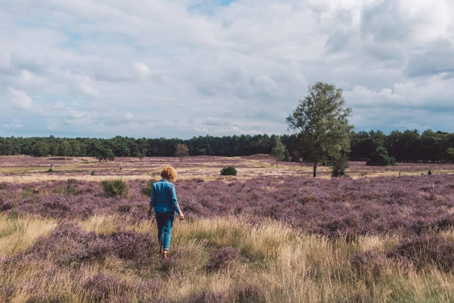 Wandern in der Lüneburger Heide: 5 Highlight-Touren