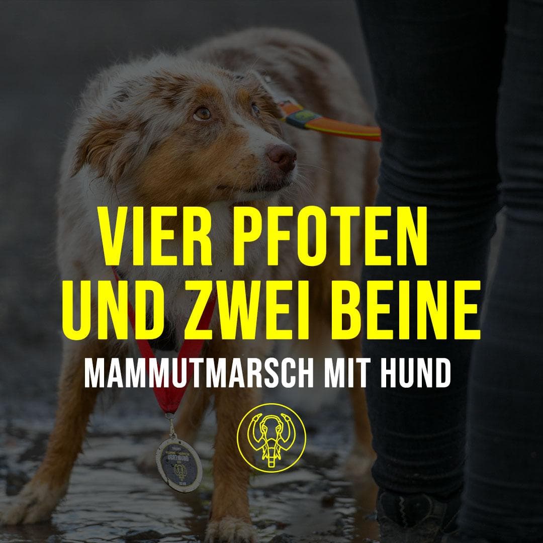 Vier Pfoten und zwei Beine: Mammutmarsch mit Hund
