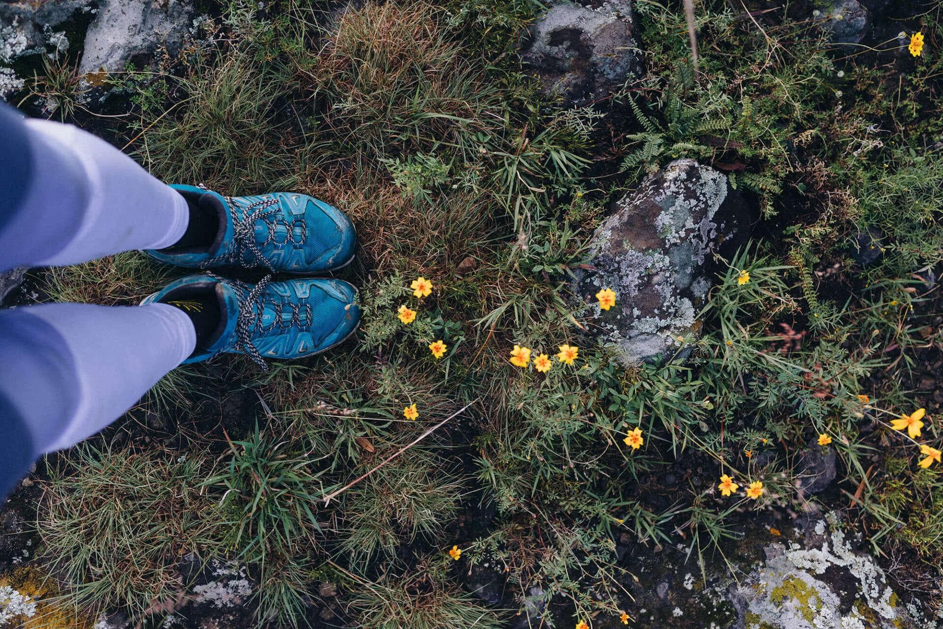 Giftige Pflanzen für Menschen: Tipps zum sicheren Wandern