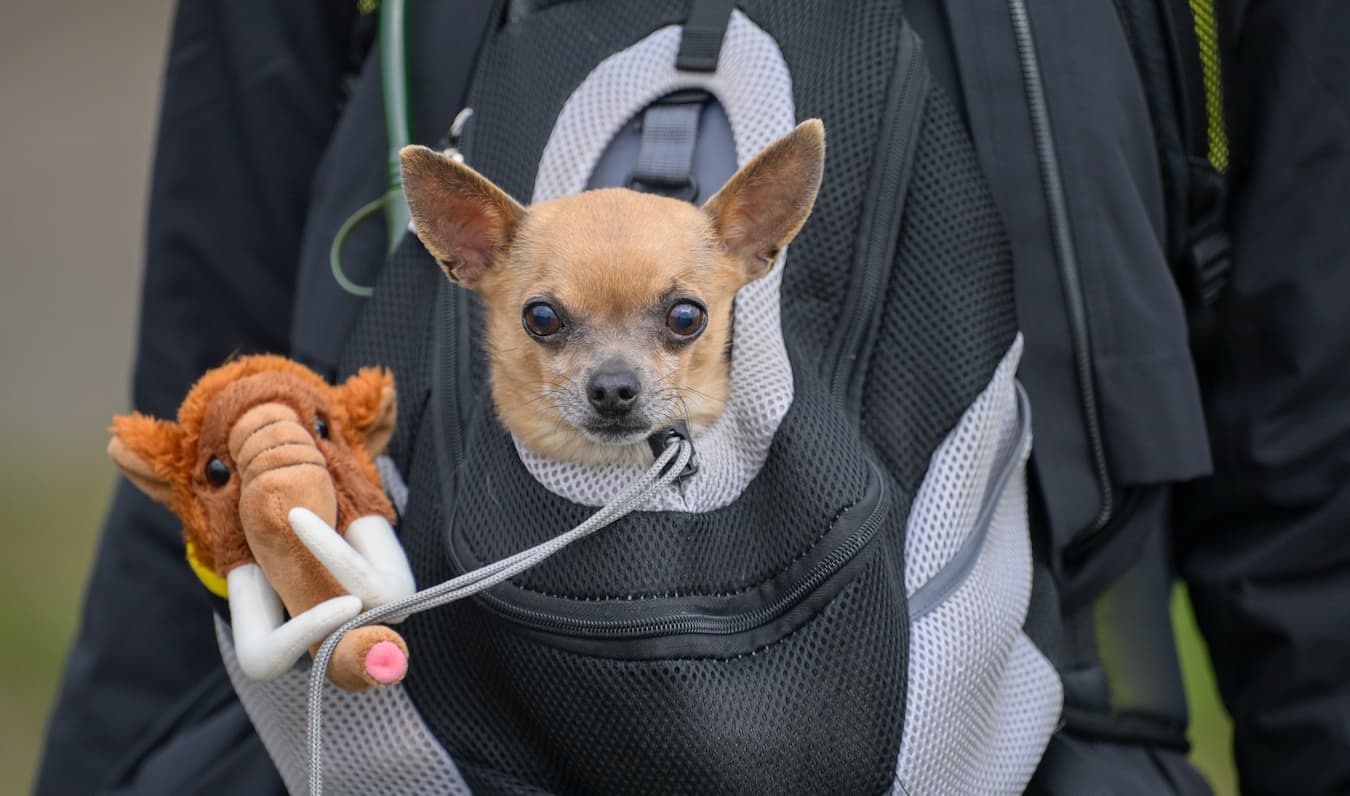 Rucksack packen: Unsere besten Tipps & Tricks