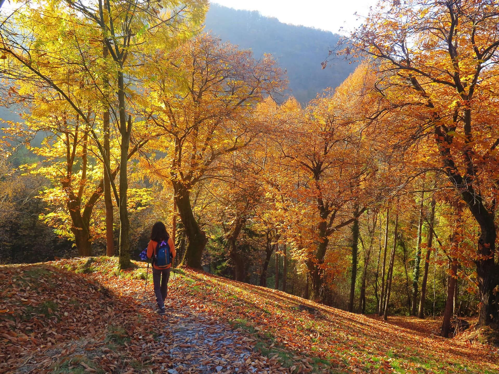Wandern im Herbst – Die bunte Jahreszeit genießen