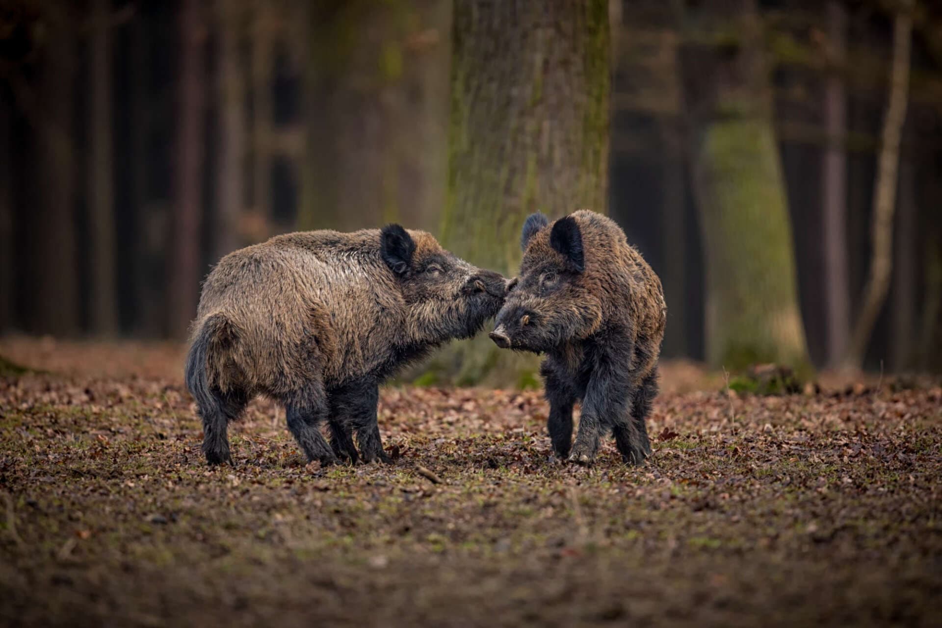 Wildtiere beim Wandern: Tipps & Tricks bei Begegnungen