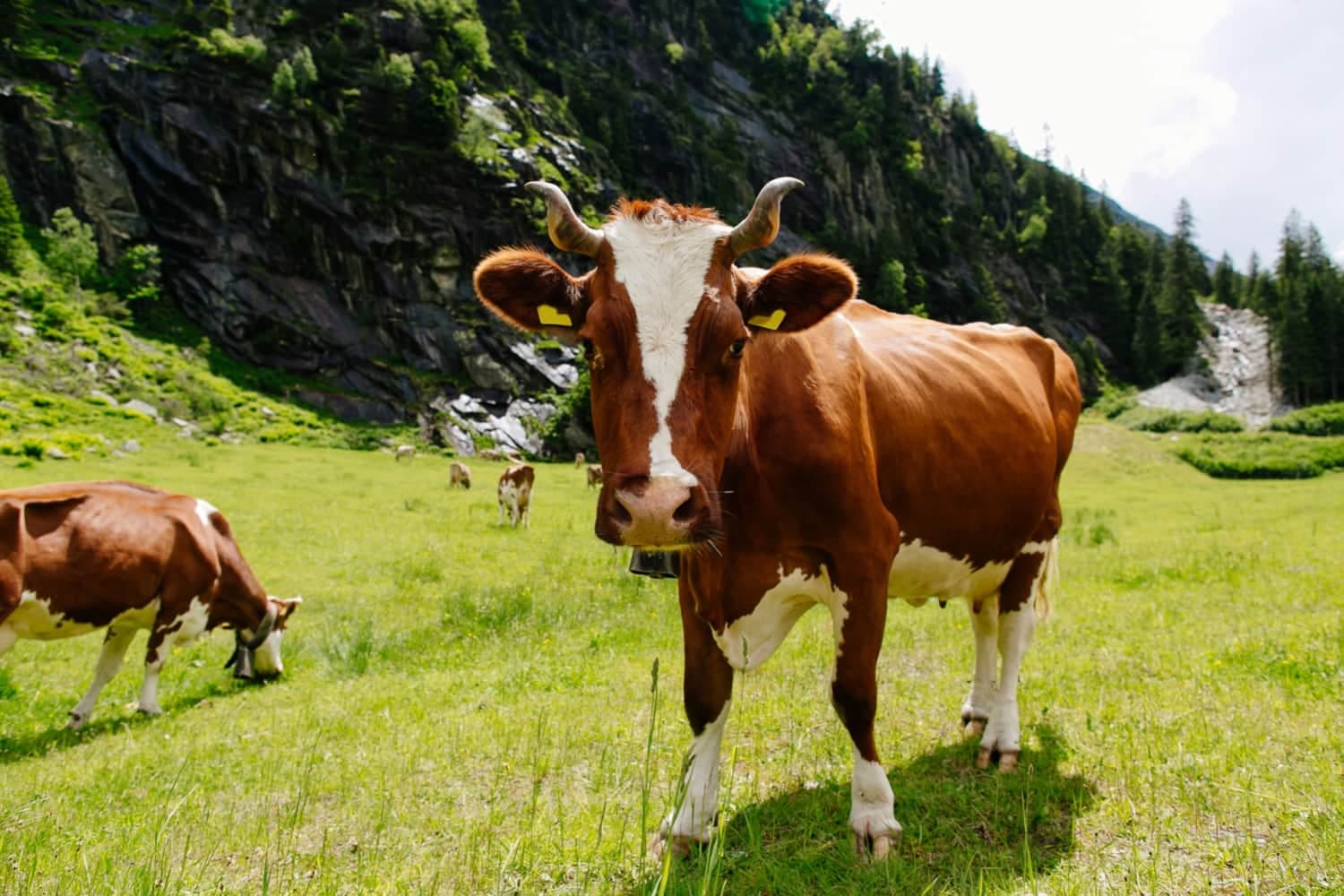 Zu Fuß durchs Appenzellerland: Traumhafte Wanderungen