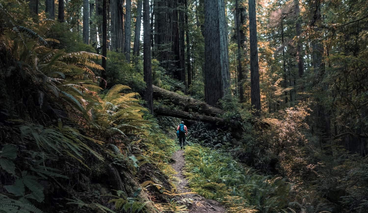 Wandern im Schwarzwald: 5 Touren, die du erlebt haben solltest